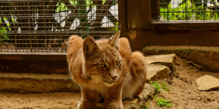 Komentovaná prohlídka zookoutku Chuchle i s krmením zvířat