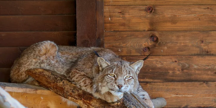 Komentovaná prohlídka zookoutku Chuchle i s krmením zvířat