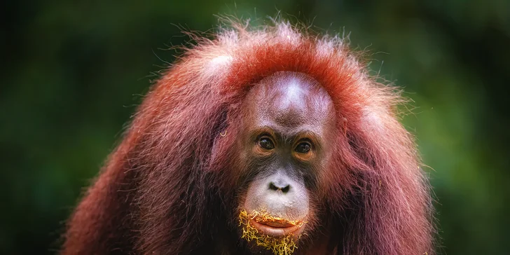 Orangutan, Borneo.
