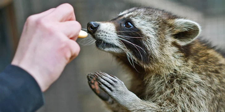 Komentovaná prohlídka zookoutku Chuchle i s krmením zvířat