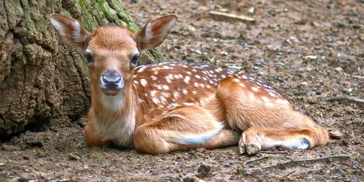 Komentovaná prohlídka zookoutku Chuchle i s krmením zvířat