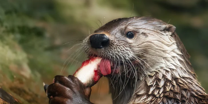 Vydra, zoo Praha.
