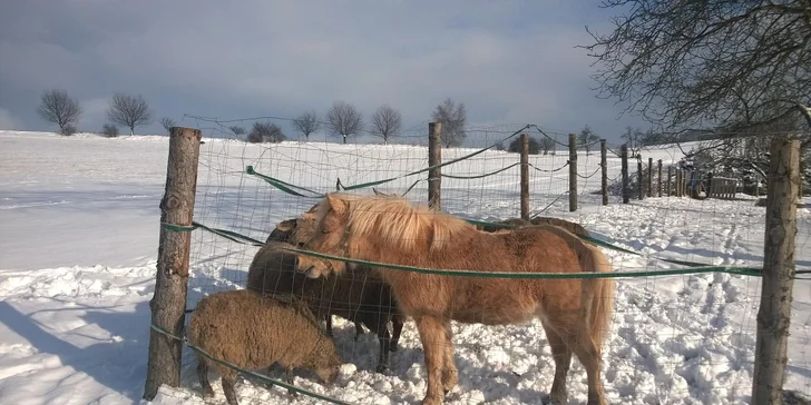 A že je tu stále co dělat! Blízko penzionu se můžete třeba připojit na běžkařské trasy a vydat se po hřebenech Krkonoš nebo si udělat výlet po peckovsku. 