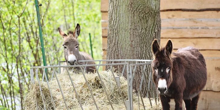 Z místní minizoo budou nadšení jak malí, tak dospělí. 