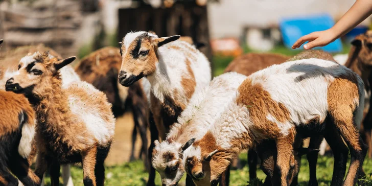 Tak nazujte holiny jako správní farmáři a užijte si společně den mezi zvířaty. 