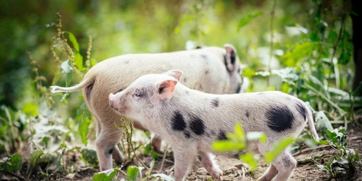 Díky dlouhé platnosti voucheru si můžete vybrat, jaké roční období si tady užijete. 