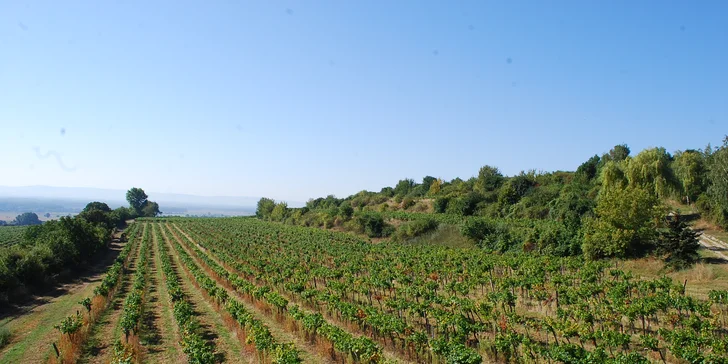Podnik má za sebou dlouholetou rodinnou vinařskou tradici. 