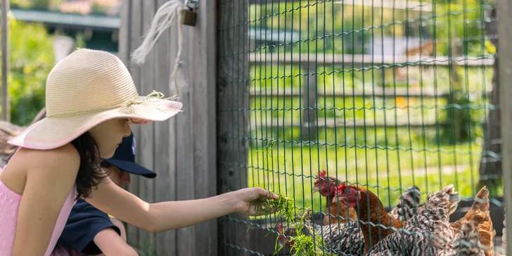 Nechýba ani kontaktná zoo.