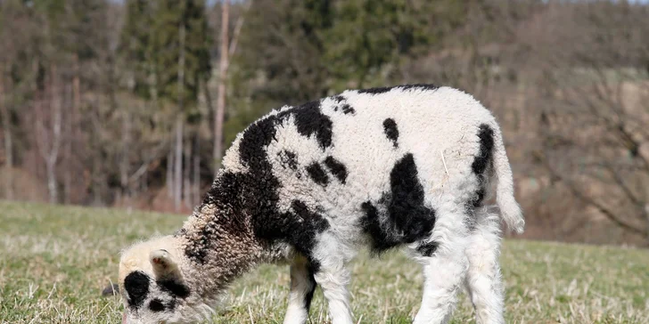 Rodinný pobyt na Farmě Blaník se snídaní, spoustou zážitků a zvířátek