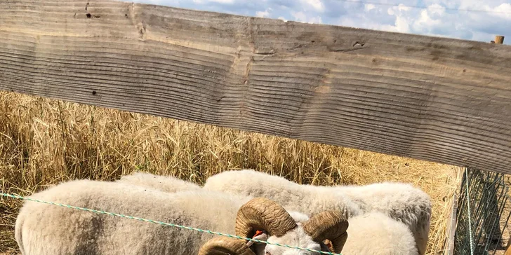 Navštivte velbloudy, lamy, vodního buvola a další zvířátka na Statku u Merlina