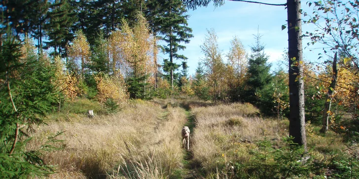 Pobyt na farmě se zvířaty na Broumovsku: snídaně nebo polopenze
