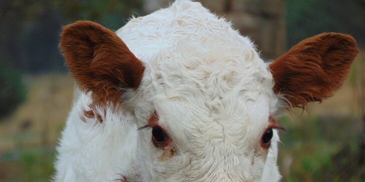 Pobyt na farmě se zvířaty na Broumovsku: polopenze + all inclusive nápoje