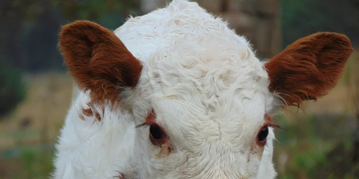Pobyt na farmě se zvířaty na Broumovsku: snídaně nebo polopenze