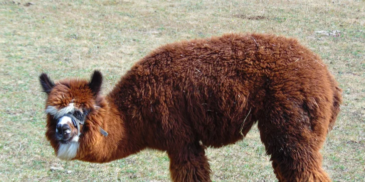 Pobyt na farmě se zvířaty na Broumovsku: snídaně nebo polopenze