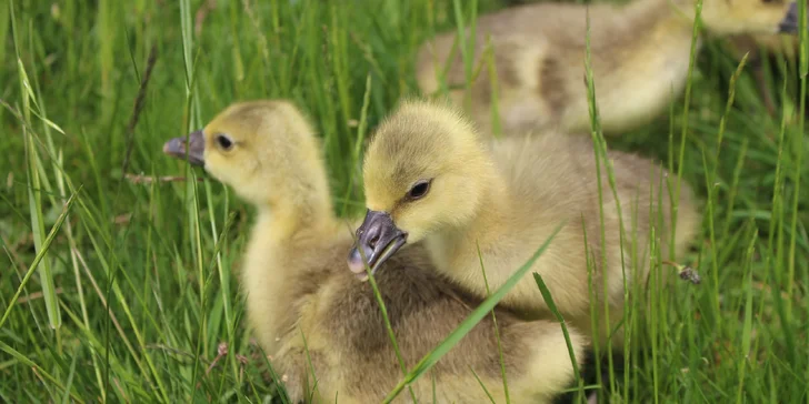 Pobyt na farmě se zvířaty na Broumovsku: snídaně nebo polopenze