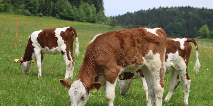 Pobyt na farmě se zvířaty na Broumovsku: snídaně nebo polopenze