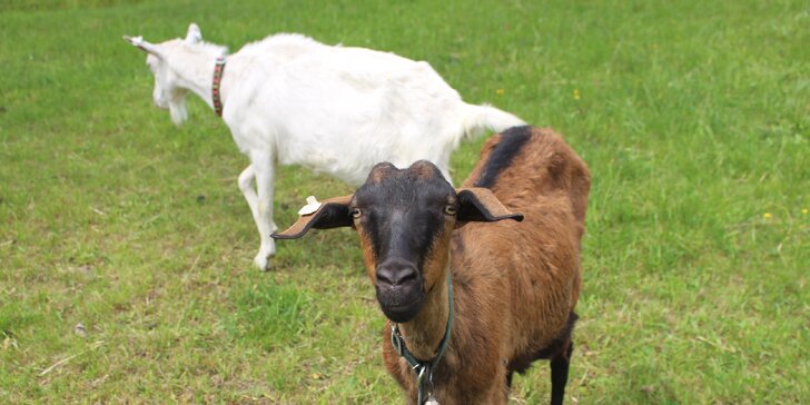 Pobyt na farmě se zvířaty na Broumovsku: snídaně nebo polopenze