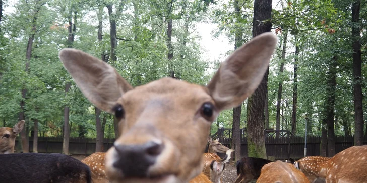Komentovaná prohlídka zookoutku Chuchle i s krmením zvířat