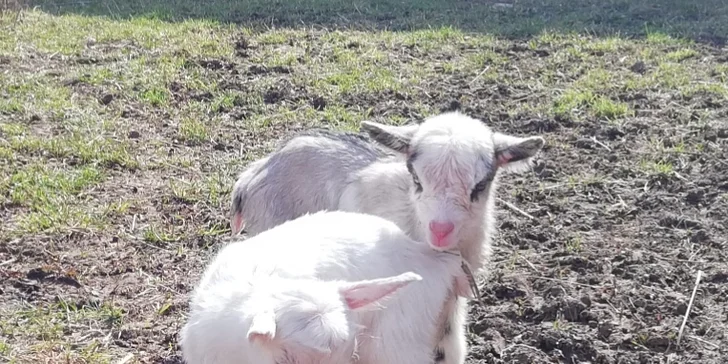 Jeden den farmářem: zážitkový pobyt na farmě pro jednoho i celou rodinu