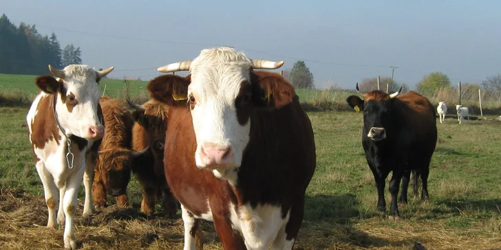 Kurz výroby sýra na bio farmě: praxe, teorie a prohlídka farmy s výkladem