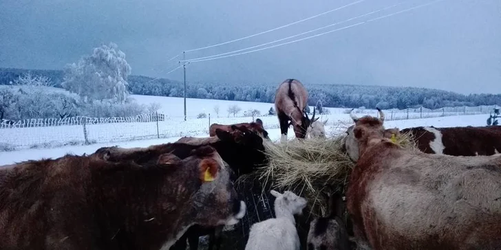 Kurz výroby sýra na bio farmě: praxe, teorie a prohlídka farmy s výkladem