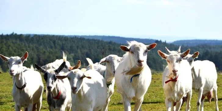Kurz výroby sýra na bio farmě: praxe, teorie a prohlídka farmy s výkladem