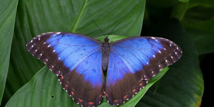 Projděte se tropickou zahradou se stovkami poletujících motýlů z celého světa