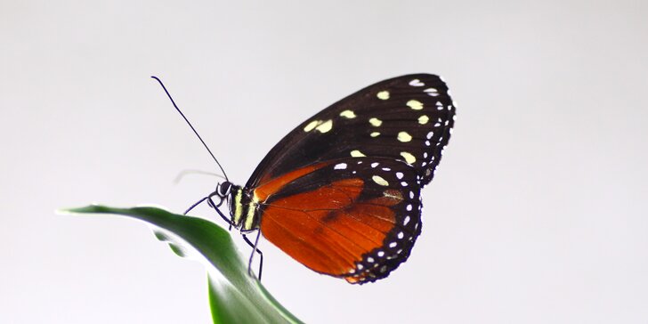 Tropická zahrada se stovkami motýlů: vstup pro jednoho, pár i celou rodinu