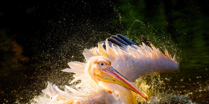 pelikán, Zoo Praha