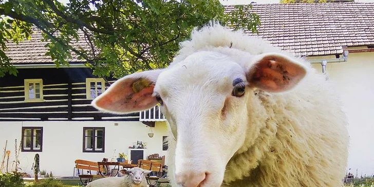 Odpoledne na vesnici: procházka po rodinné farmě včetně občerstvení