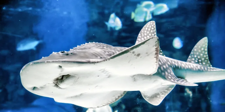 Tropicarium