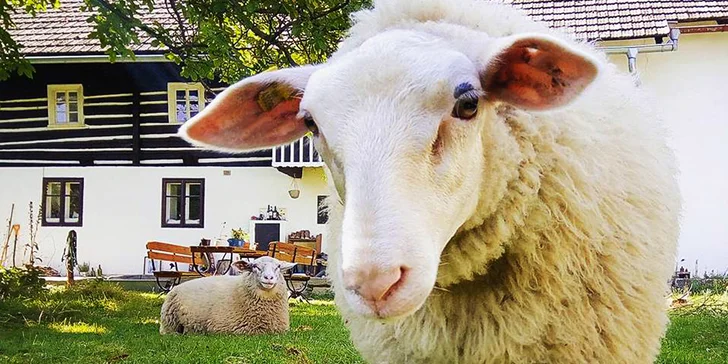 Odpoledne na vesnici: procházka po rodinné farmě včetně občerstvení