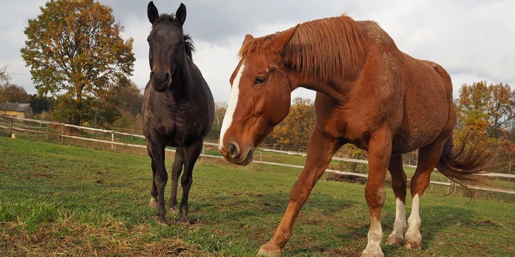 Odpoledne na vesnici: procházka po rodinné farmě včetně občerstvení