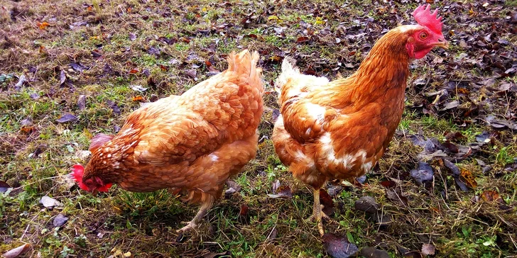 Odpoledne na vesnici: procházka po rodinné farmě včetně občerstvení