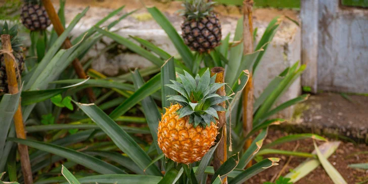 Tešiť sa môžete aj na Arruda Plantation, plantáž, na ktorej sa pestujú prevažne ananásy. 
