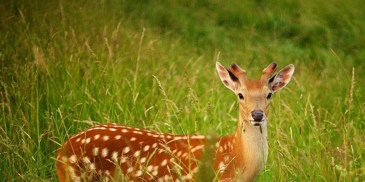 Dovolená v pohádkovém Hobitíně pod Orlickými horami pro 2 nebo 4 osoby