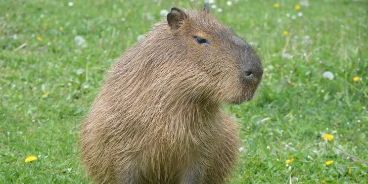 Do výběhu kapybary smí maximálně 2 osoby.