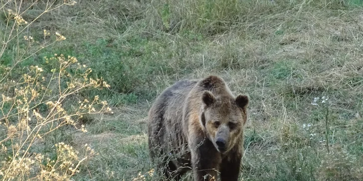 Pátý den vás čeká cca 4 km dlouhá procházka lesem, kde budete pozorovat medvědy. 