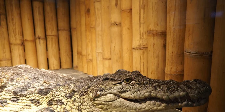 Vstupenka pro dospělého do Krokodýlí Zoo Praha aneb Vodní plazi naživo