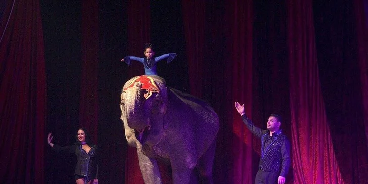 Užijte si show: vstupenky na představení Cirkusu Ohana pro děti i dospělé