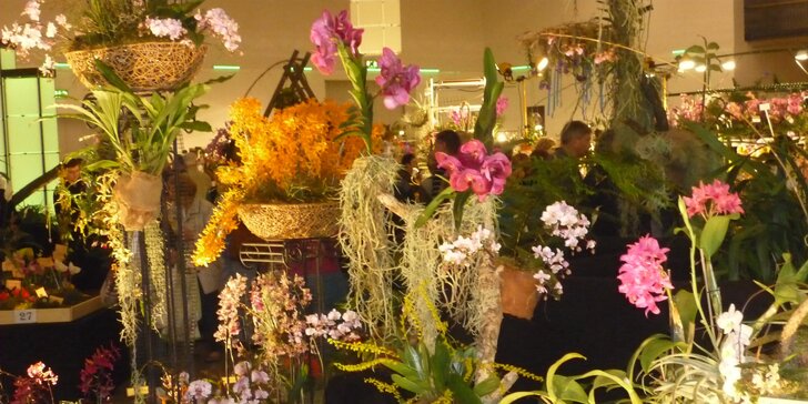 Výlet na prodejní výstavu orchidejí Orchideen Welt a prohlídka Drážďan
