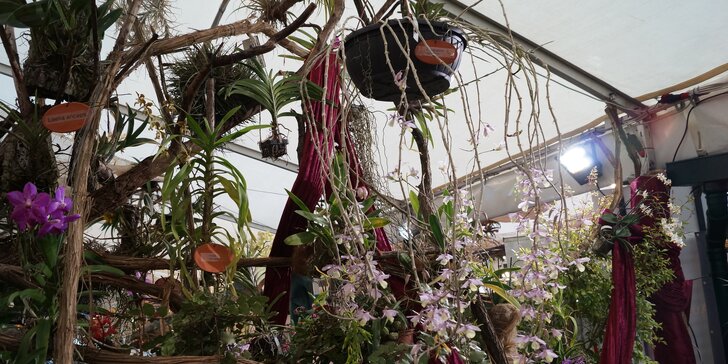 Největší výstava orchidejí v Rakousku a návštěva Vídně z Brna a Mikulova
