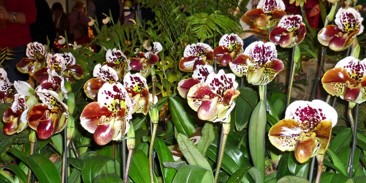 Výlet na největší výstavu orchidejí v rakouském klášteře Klosterneuburg a prohlídka Vídně