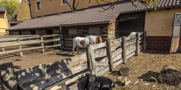Tři pohodové dny na statku u Krušných hor s polopenzí a vyjížďkou na koni
