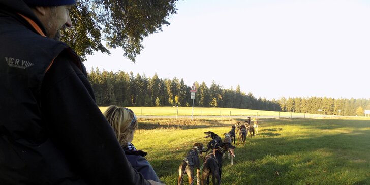 Nezapomenutelný zážitek: 60 nebo 90minutová projížďka se psím spřežením na saních či káře