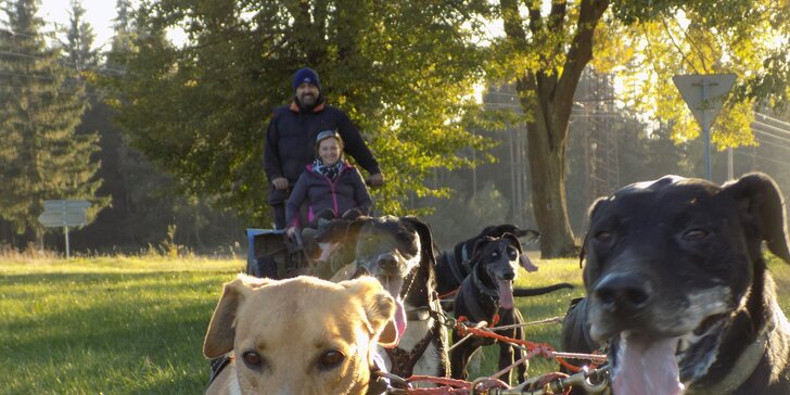 Nezapomenutelný zážitek: projížďky se psím spřežením na saních či káře pro 1 osobu i rodinu