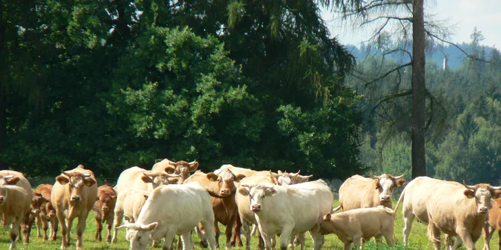 KRKONOŠSKÉ HOVĚZÍ