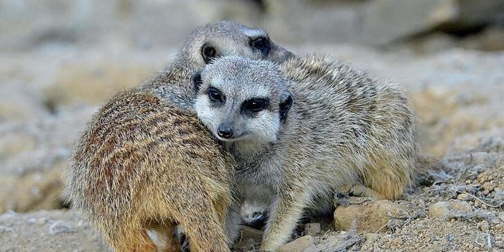 Netradiční pobyt mezi zvířaty: noc v táborské zoo vč. vstupenek pro 3 osoby