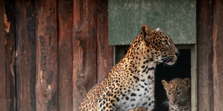 Celodenní vstupy do Zoo Brno: speciální prohlídky s průvodcem