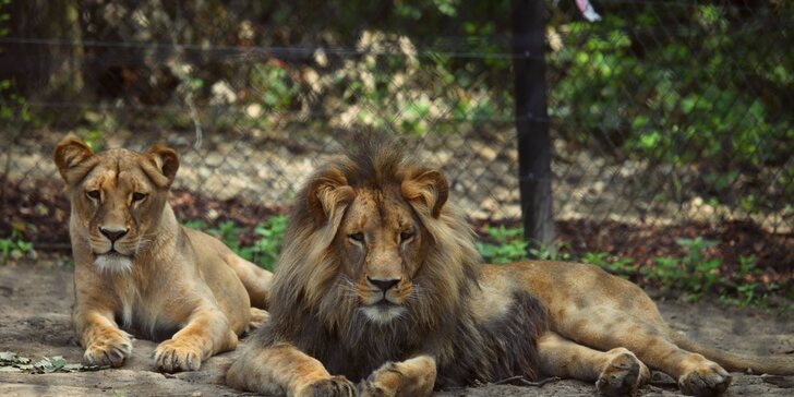 Celodenní vstupy do zoo Brno: speciální prohlídky s průvodcem